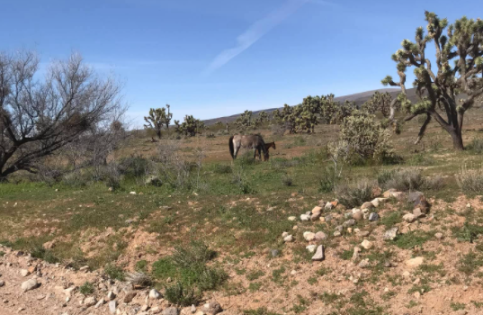 5 Acres en Dolan Springs, AZ – Sold