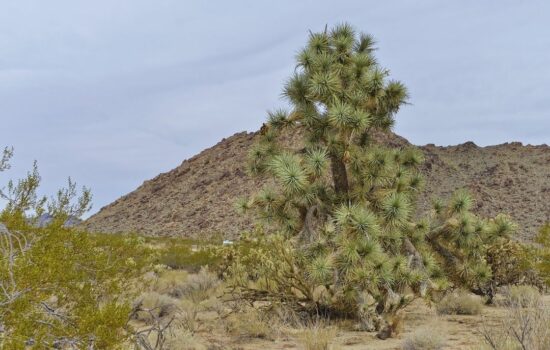 1.25 Acres –  Terreno a la venta en Dolan Springs, Arizona